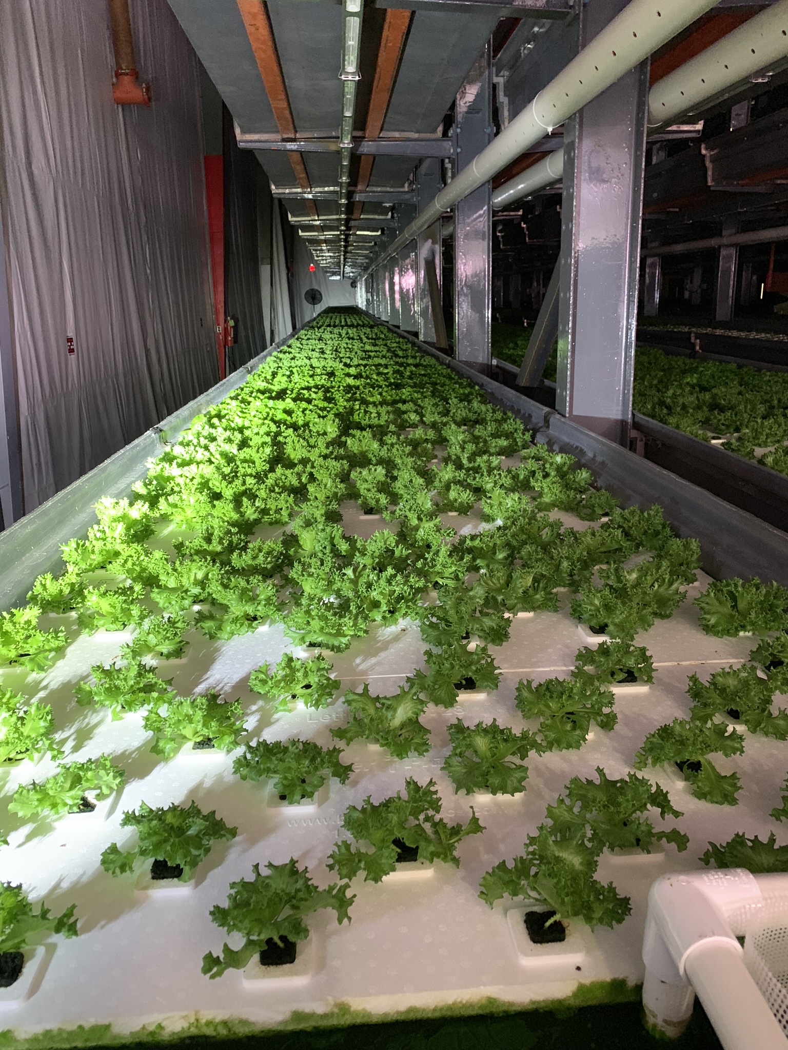 Your Local Greens Lettuce Grow