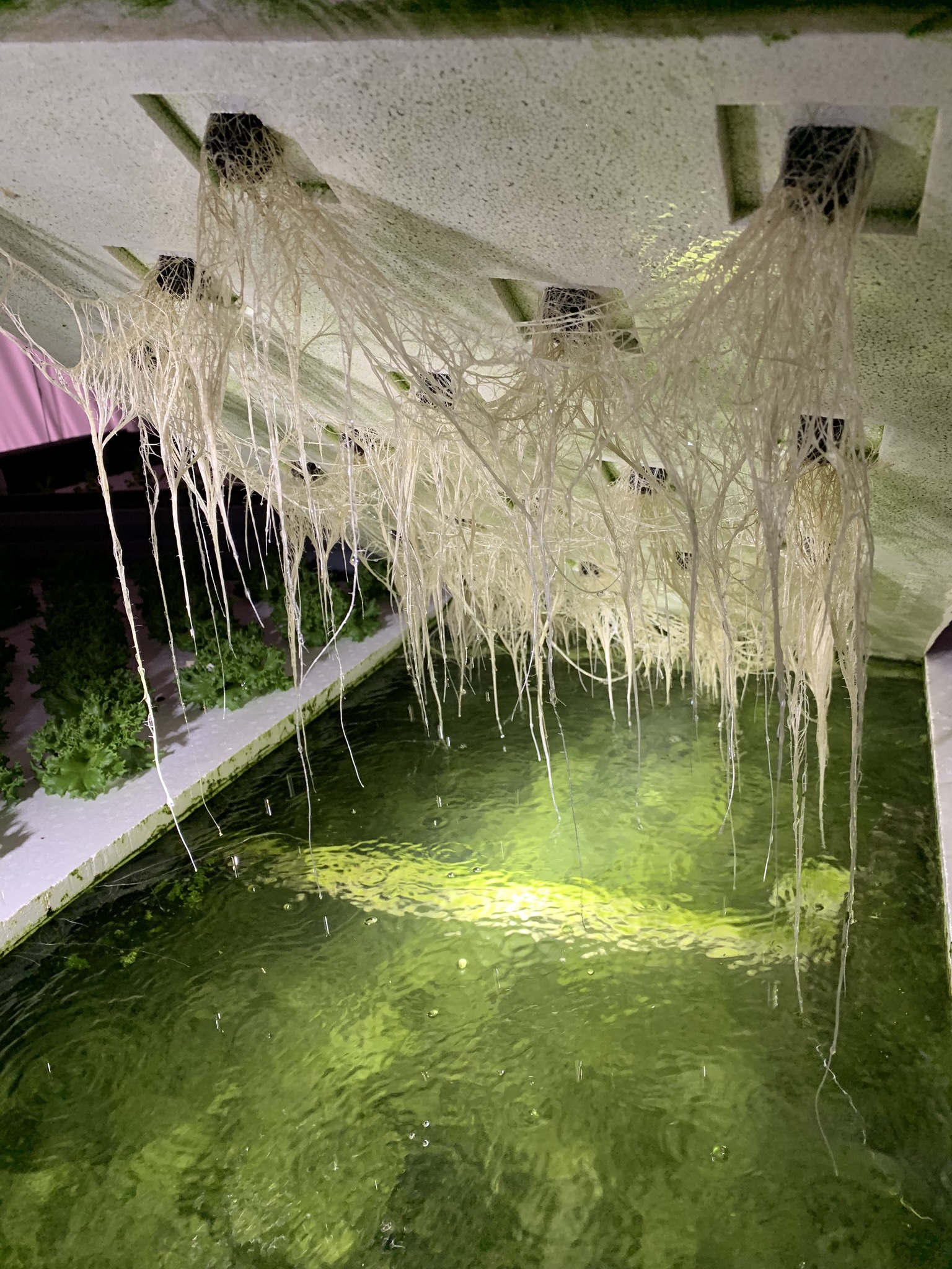 Healthy Roots!