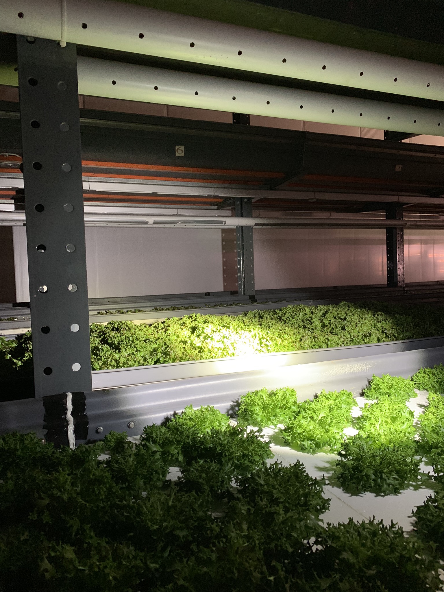 Nighttime for these greens